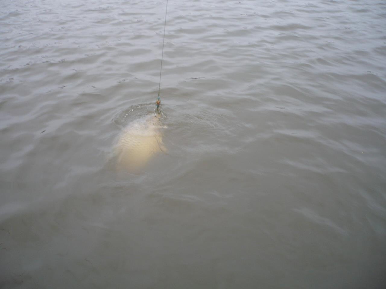 MV 2 - 12.NOI.2014 - p1020954.JPG